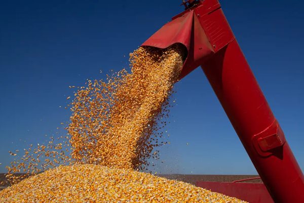 Matéria real da editoria de Agricultura no Primeira Hora